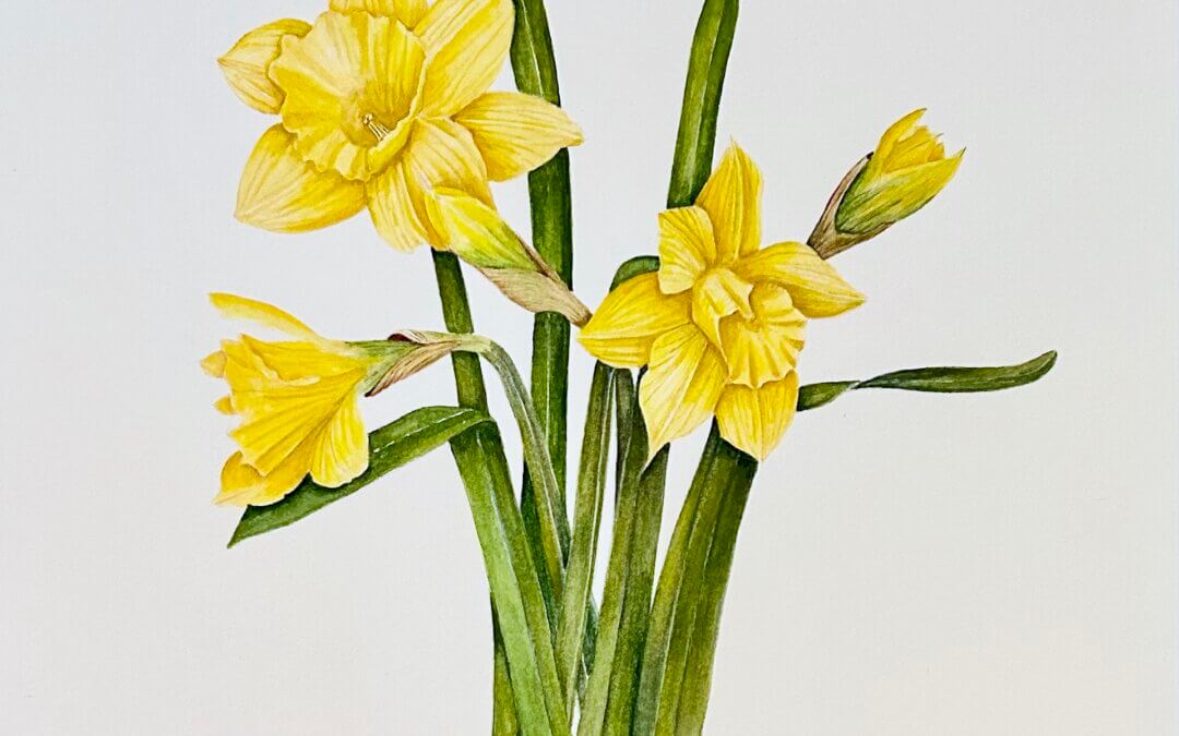 Daffodils in Watercolor Workshop | Friday, May 31 | 10am