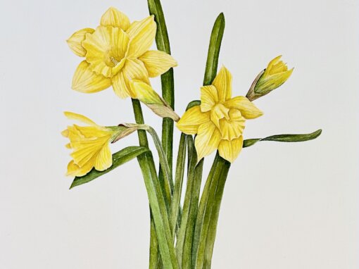Daffodils in Watercolor Workshop | Friday, May 31 | 10am
