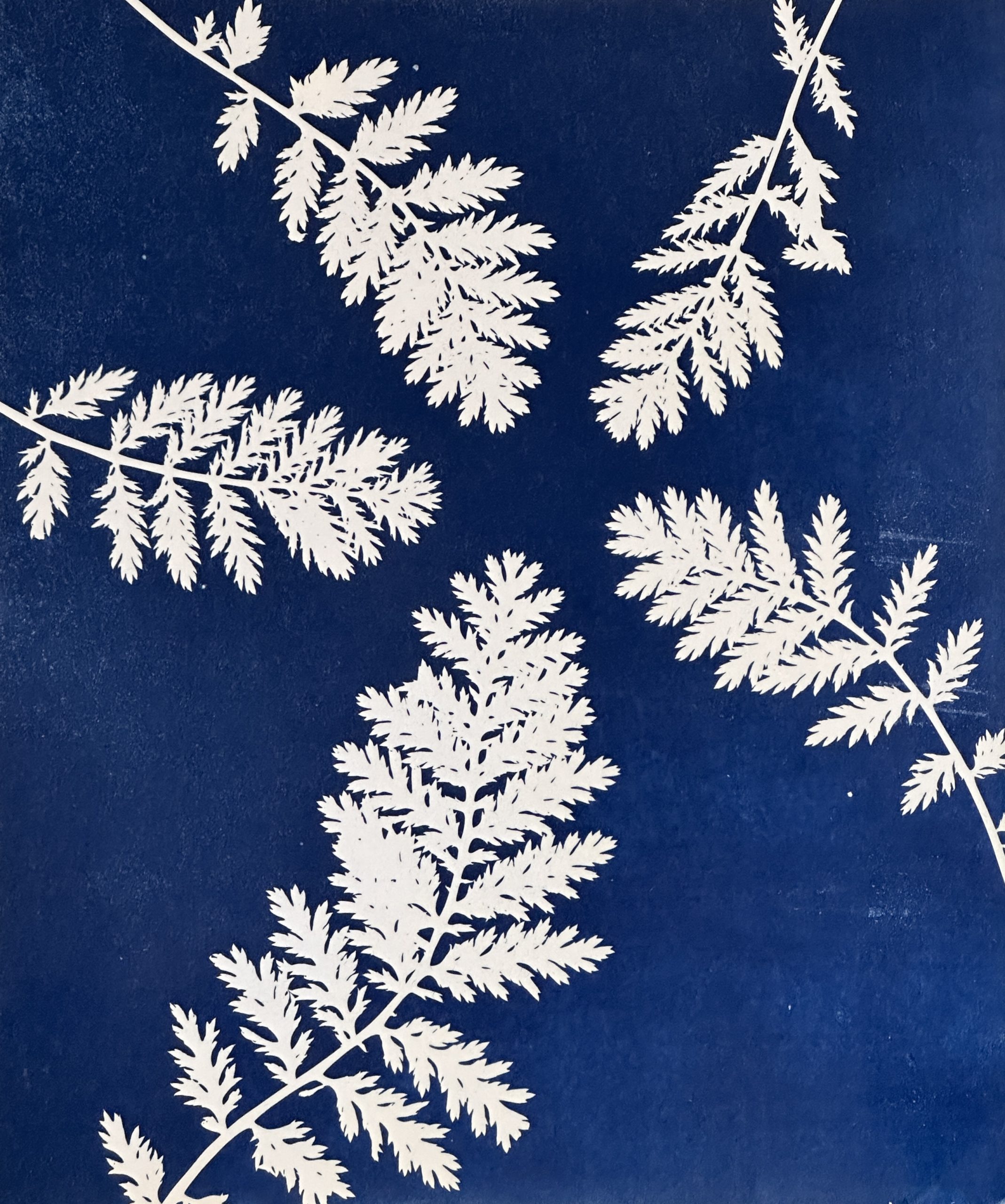 Discovering Cyanotypes: A Workshop of Nature and Art