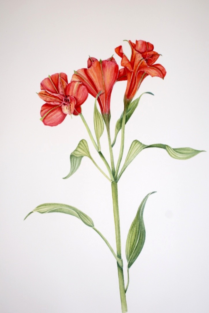 Botanical Watercolor Workshop